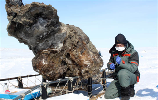 Illustration for article titled Encuentran un mamut sangrante en Siberia